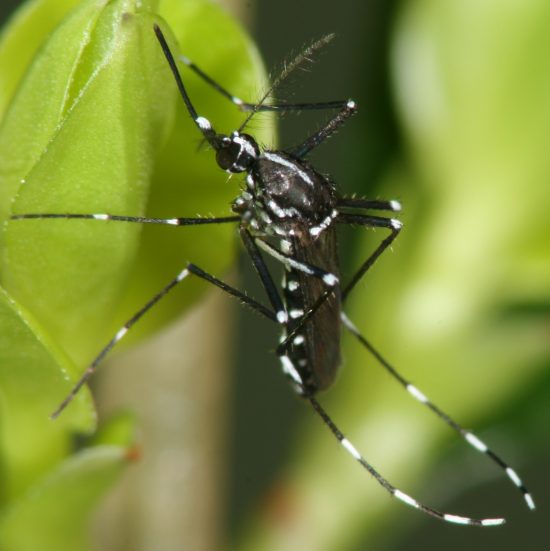 Aedes albopictus Weibchen